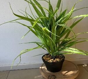 PLANTA MEDIANA MACETA NEGRA