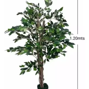 Ficus 120cm