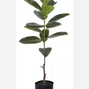Ficus gomero