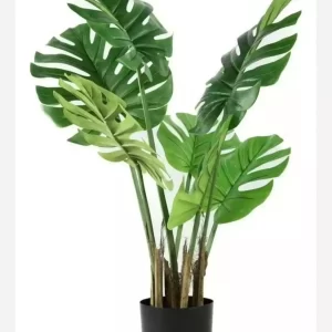 Monstera  1m