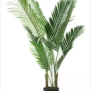 Palmera Areca
