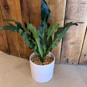 Planta 30 cm maceta blanca