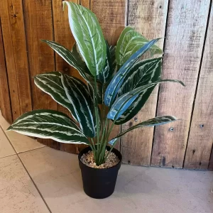 Planta 45 cm