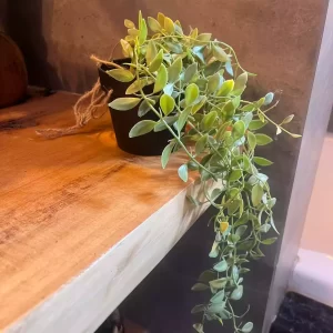 Planta colgante con maceta