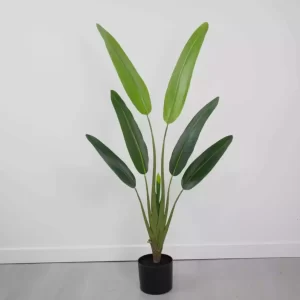 Strelitzia 1.20m